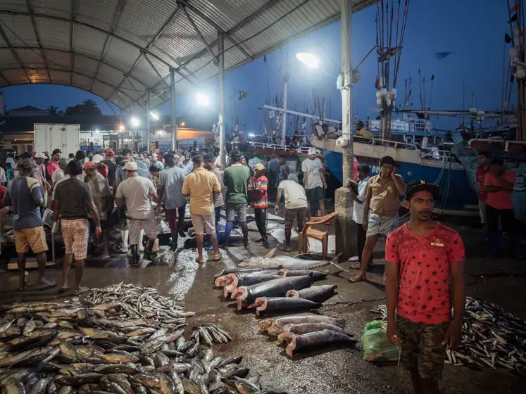 The-Lellama-scene-of-market