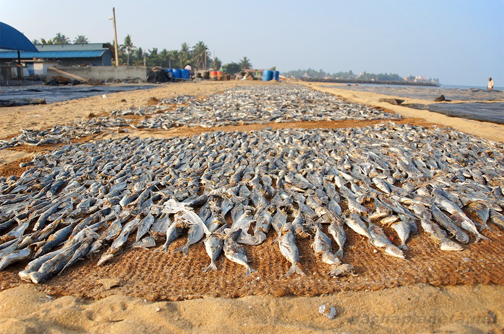 negombo-fish-market13
